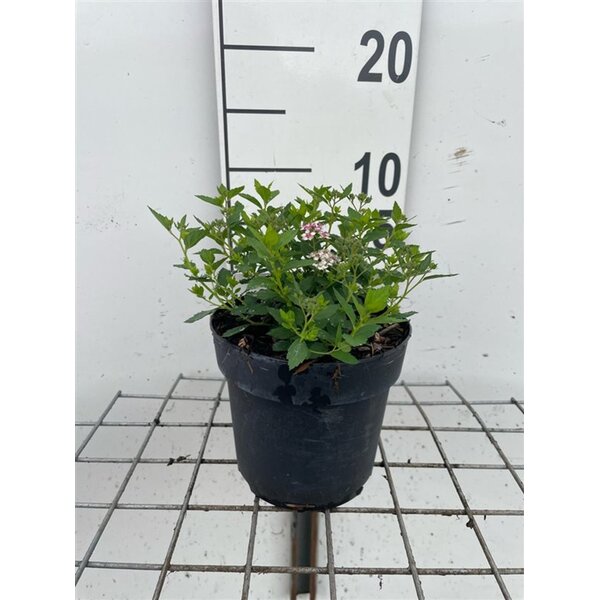 Spiraea jap. 'Little Princess' - 1,3L