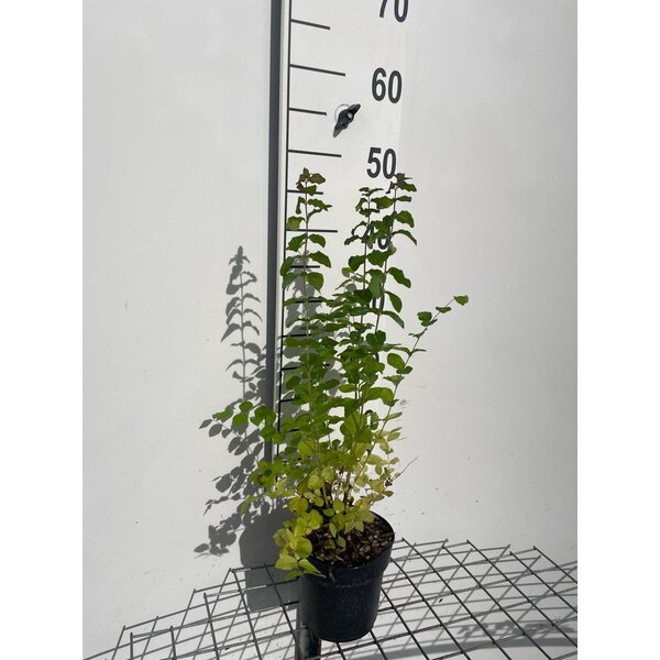 Symphoricarpos d. 'Magic Berry' - 1,3L 30+
