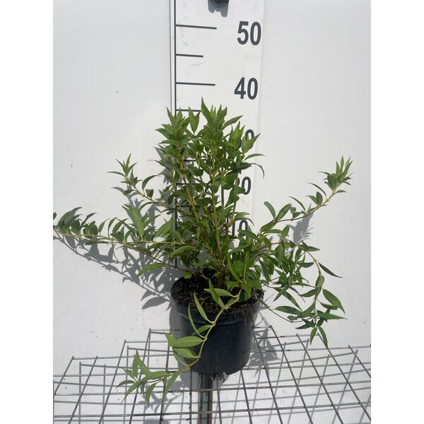 Deutzia gracilis - 3,0L