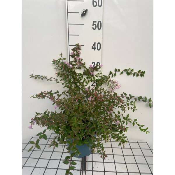 Abelia 'Edward Goucher' - 2,0L