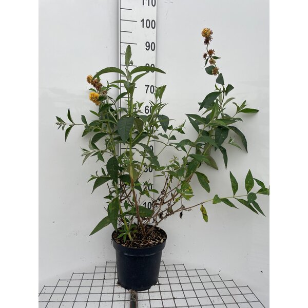 Buddleja weyeriana 'Sungold' - 7,5L