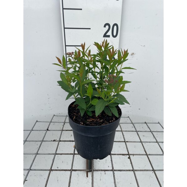 Spiraea jap. 'Anthony Waterer' - 1,3L