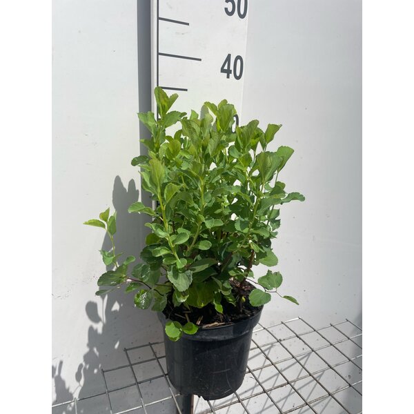 Spiraea betulifolia - 3,0L