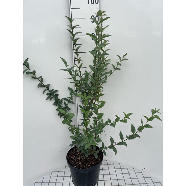 Ligustrum vulgare - 7,5L 80+