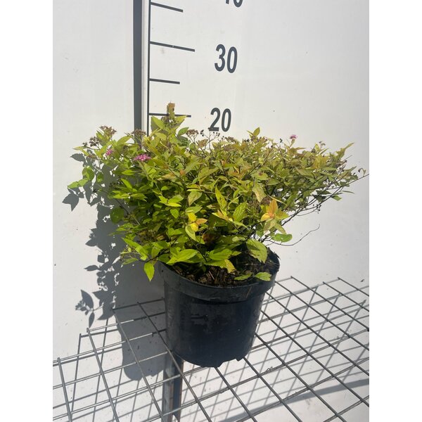 Spiraea jap. 'Golden Princess' - 3,0L