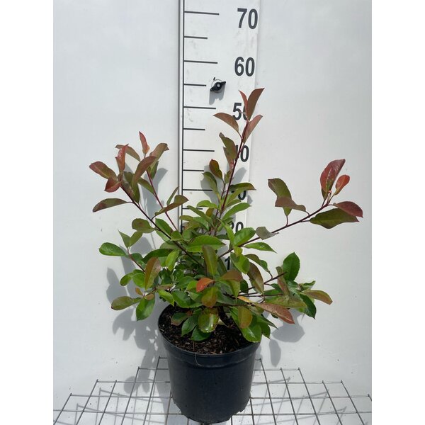 Photinia fraseri 'Red Robin' - 7,5L