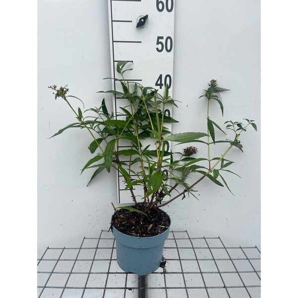 Buddleja d. 'White Profusion' - 2,0L