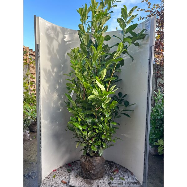Prunus l. 'Rotundifolia' - met kluit 175+
