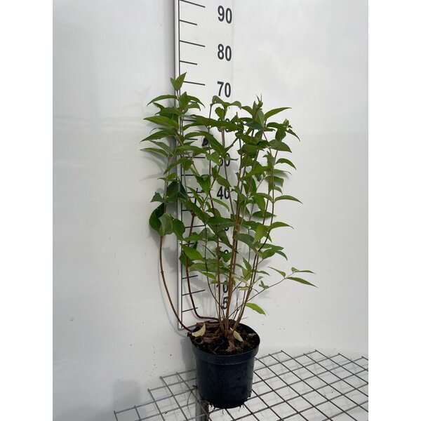 Deutzia magnifica - 3,0L 60+