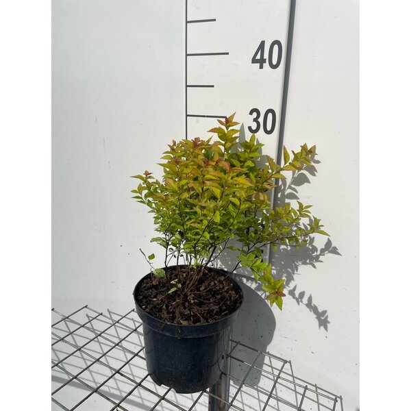 Spiraea jap. 'Firelight' - 3,0L 20+