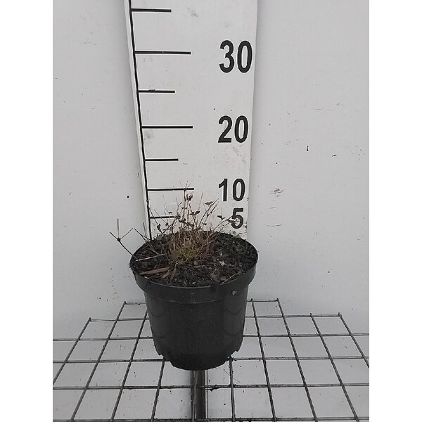 Epimedium versicolor 'Sulphureum' - 3,0L