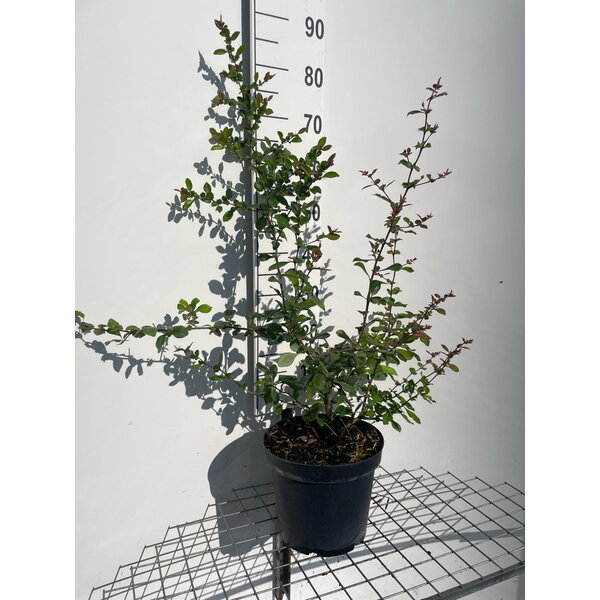 Chaenomeles sup. 'Crimson and Gold' - 7,5L