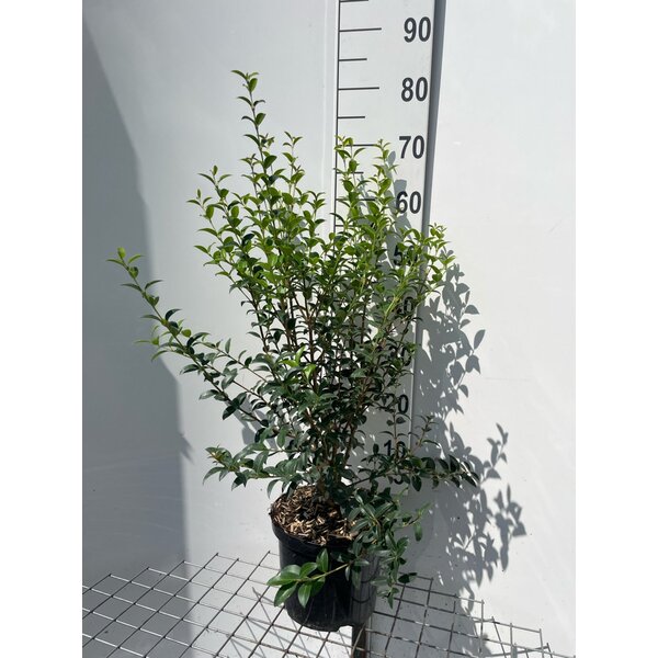 Osmanthus burkwoodii - 5,0L