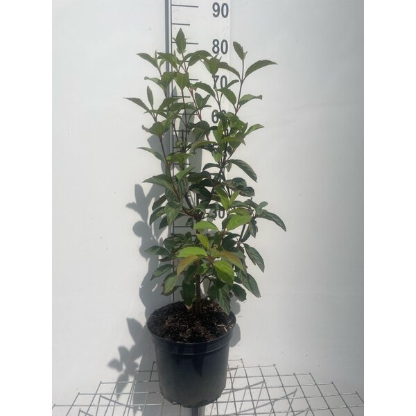 Viburnum bodn. 'Dawn' - 7,5L