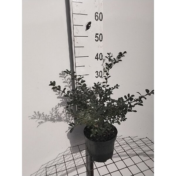 Ilex crenata 'Green Lustre' - 3,0L 30+