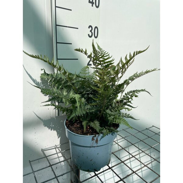 Athyrium niponicum metallicum - 2,0L