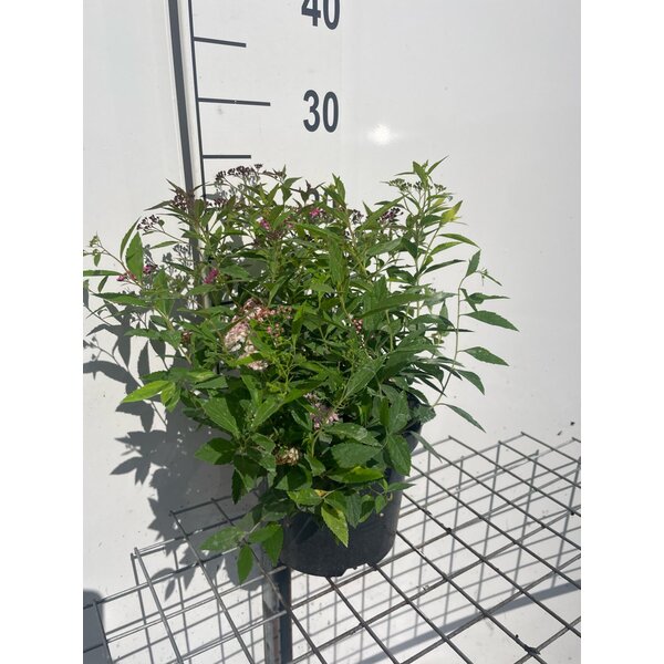 Spiraea jap. 'Genpei' - 3,0L