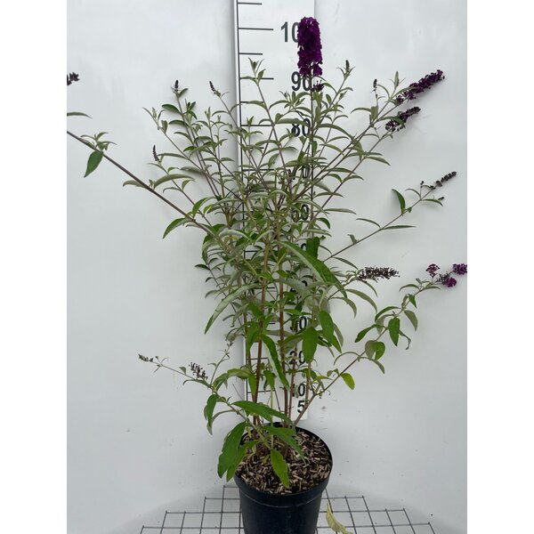 Buddleja d. 'Royal Red' - 7,5L 80+