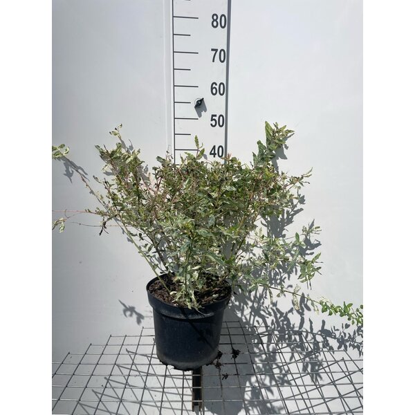 Salix integra 'Hakuro-nishiki' - 7,5L