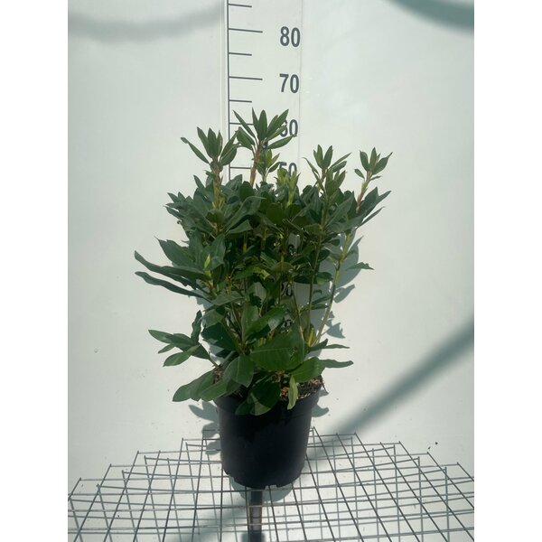 Rhododendron 'Roseum Elegans' - 7,5L