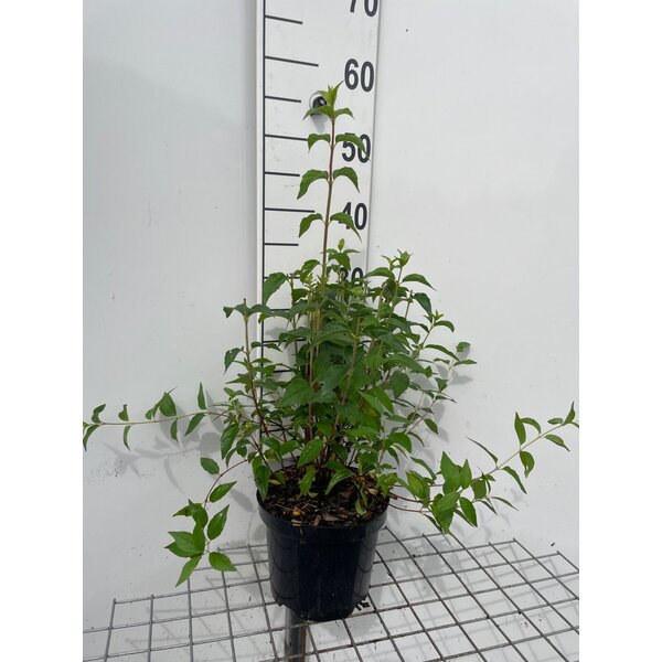 Philadelphus 'Lemoinei' - 3,0L