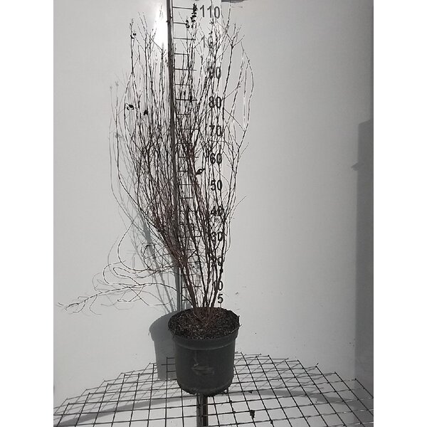 Spiraea billardii - 7,5L 80+
