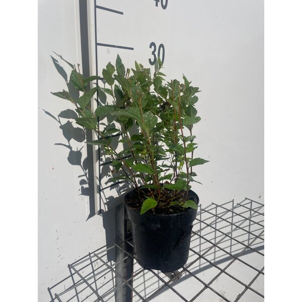 Spiraea jap. 'Manon' - 1,3L