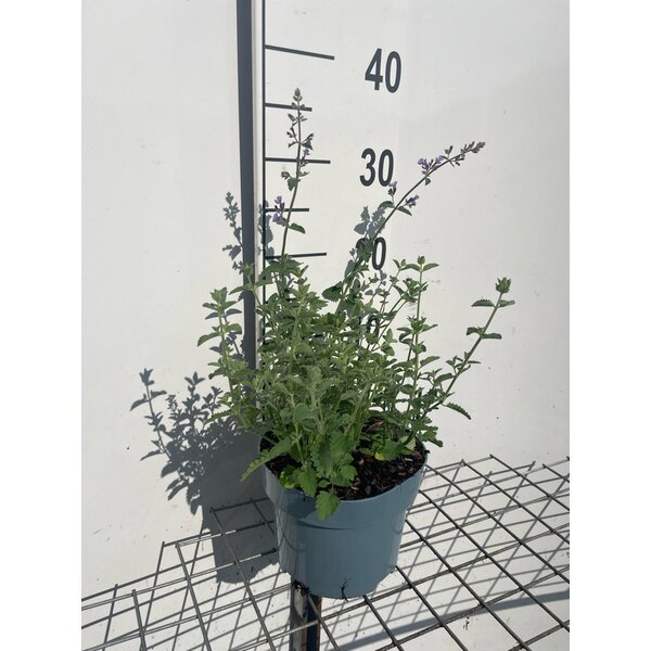 Nepeta 'Walker's Low' - 2,0L