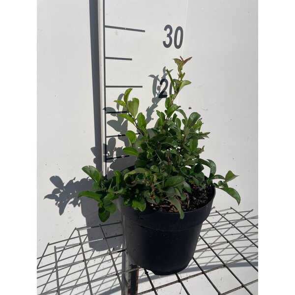 Chaenomeles sup. 'Pink Lady' - 3,0L