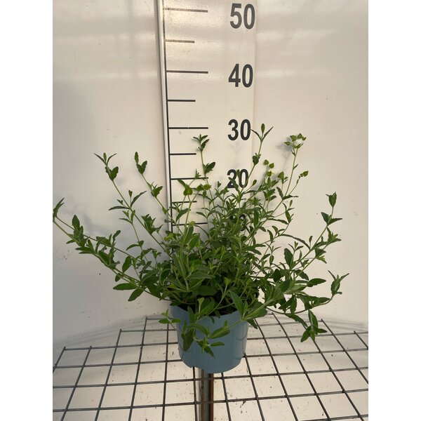 Cistus obtusifolius 'Thrive' - 2,0L