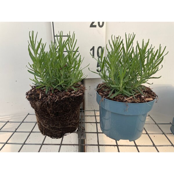 Lavandula ang. 'Hidcote' - 2,0L