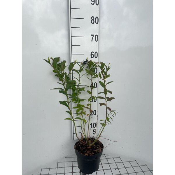 Vaccinium cor. 'Bluecrop' - 3,0L 50+