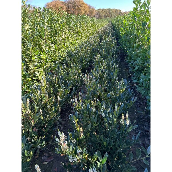 Prunus l. 'Otto Luyken' - met kluit 60+