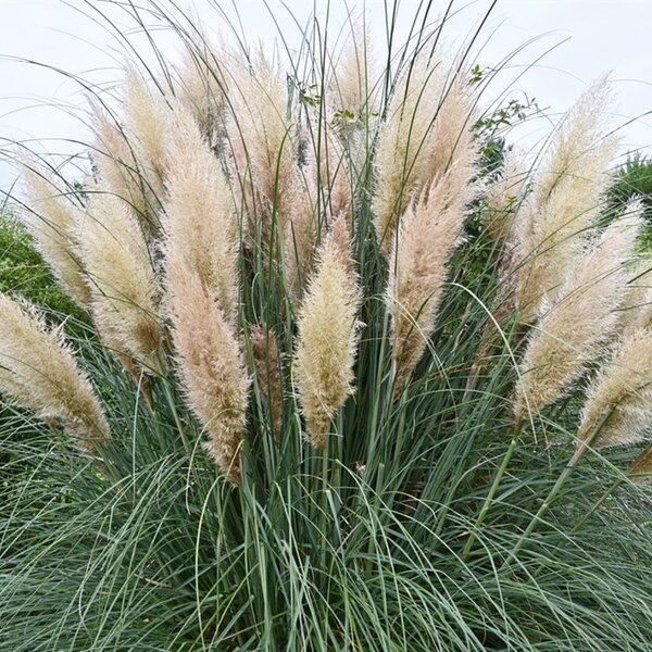 Cortaderia s. 'Pumila'