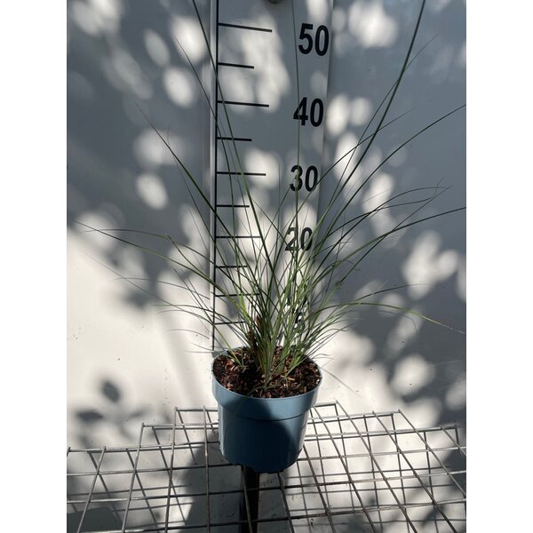 Miscanthus sin. 'Gracillimus' - 2,0L