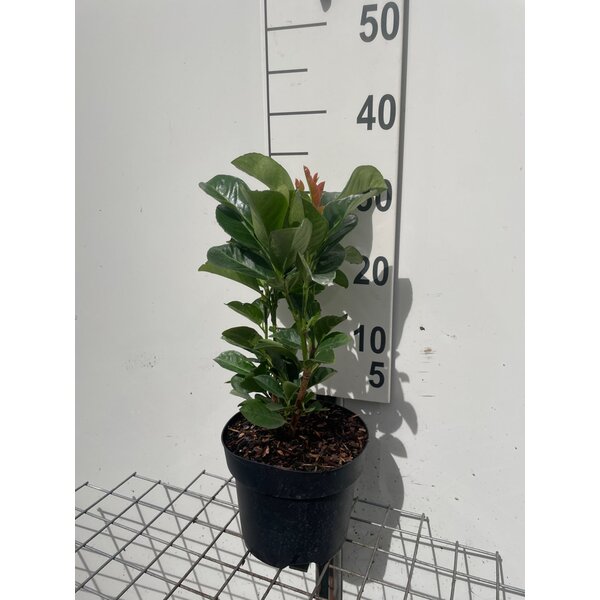 Prunus l. Etna - 3,0L