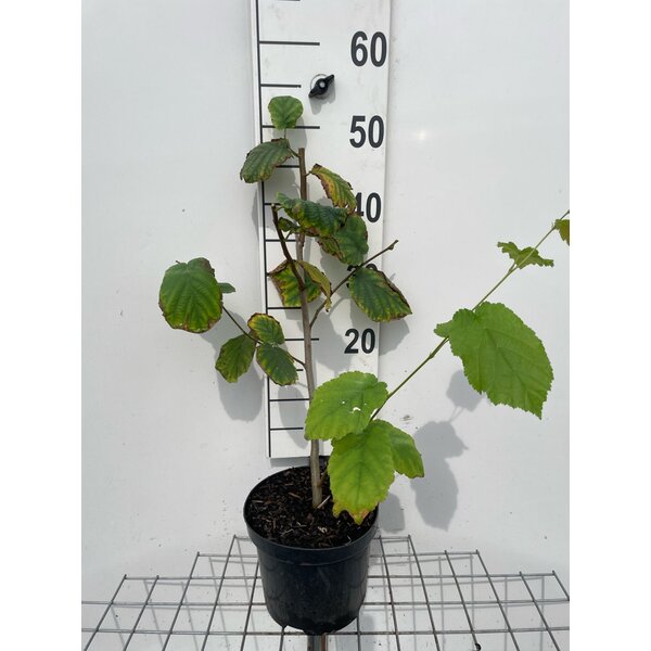 Corylus avellana - 3,0L