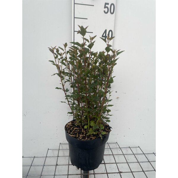 Physocarpus opulif. Little Joker - 3,0L