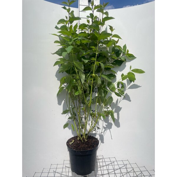 Cornus alba - 7,5L