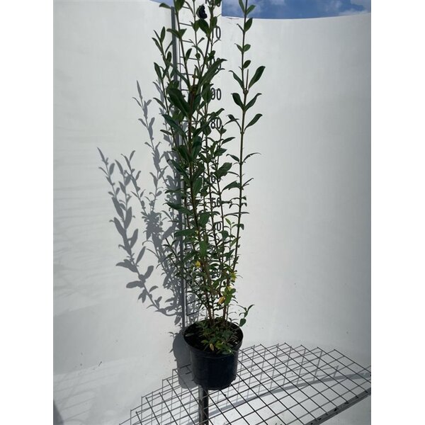 Ligustrum vulg. 'Atrovirens' - 5,0L 100+
