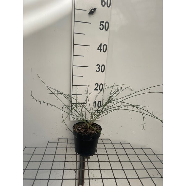 Genista lydia - 1,3L