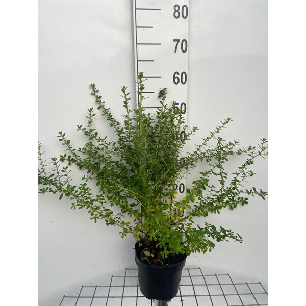 Escallonia 'Donard Seedling' - 3,0L 40+