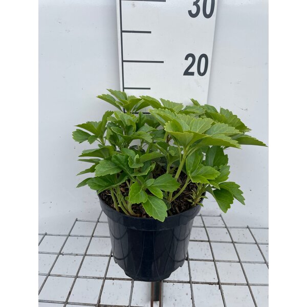 Pachysandra terminalis - 3,0L
