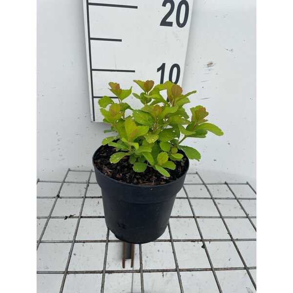Spiraea betulifolia 'Tor Gold' - 1,3L