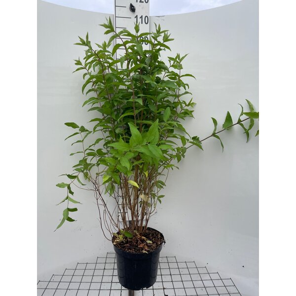 Deutzia scabra 'Plena' - 7,5L 100+