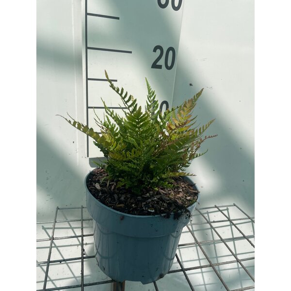 Dryopteris erythrosora 'prolifica' - 2,0L