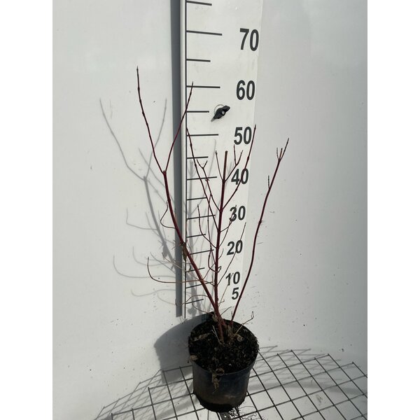 Cornus alba 'Elegantissima' - 3,0L 60+