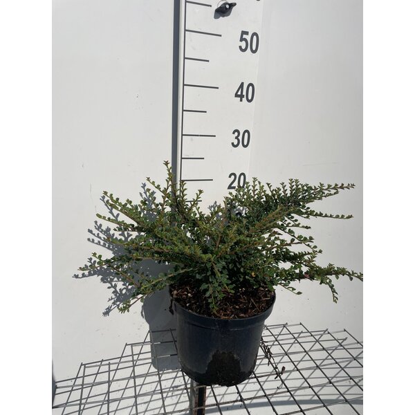 Cotoneaster horizontalis - 5,0L