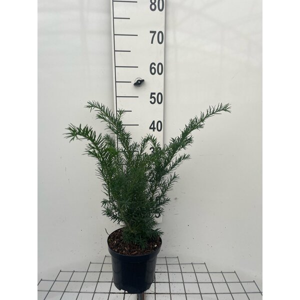 Taxus b. 'Repandens' - 3,0L 40+