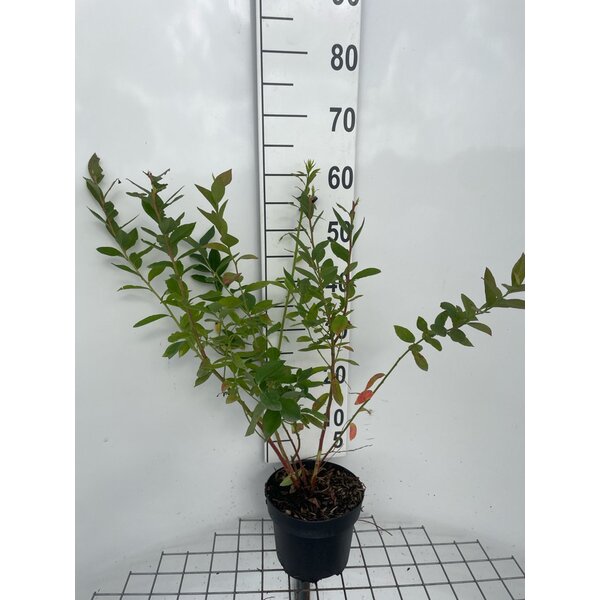 Vaccinium cor. 'Duke' - 3,0L 50+
